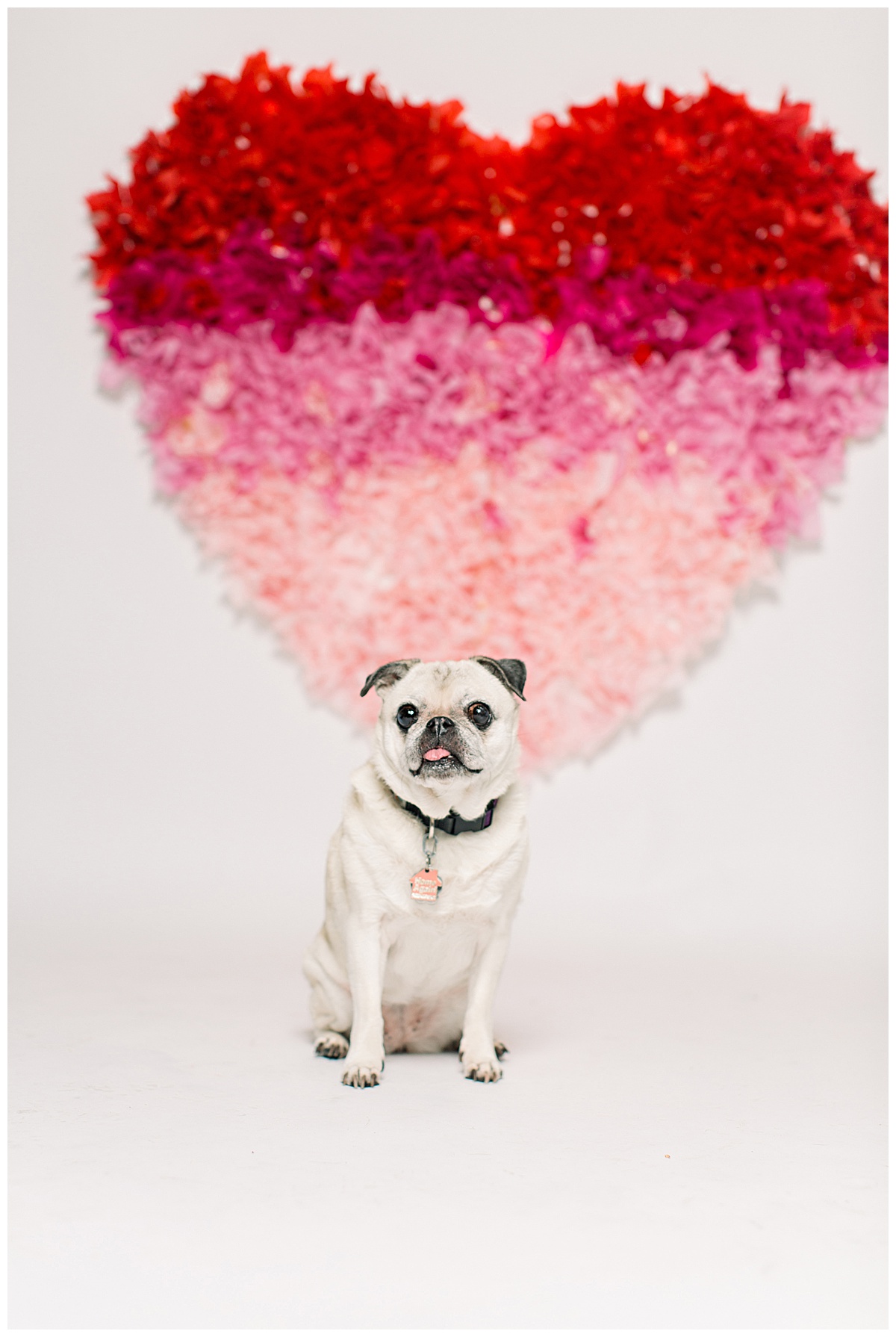 Pug Dog Photography Valentine's Day .jpg